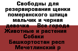 Свободны для резервирования щенки померанского шпица мальчик и черная девочка  - Все города Животные и растения » Собаки   . Башкортостан респ.,Мечетлинский р-н